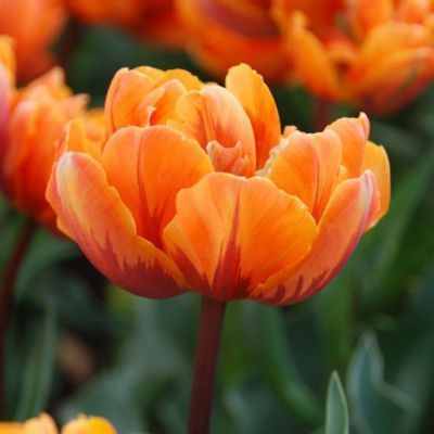 Tulipe double tardive Orange Princess (8 Bulbes)  - Leaderplant