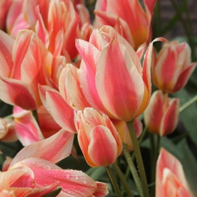 Tulipe pluriflore Québec (10 Bulbes) - Leaderplant
