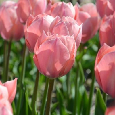 Tulipe Darwin hybride Van Eijk Salmon (8 Bulbes)  - Leaderplant