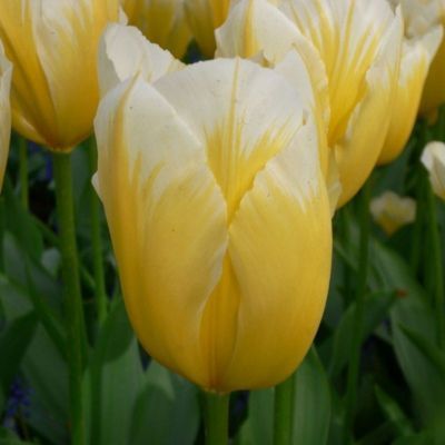 Tulipe Fosteriana Sweetheart (8 Bulbes)  - Leaderplant