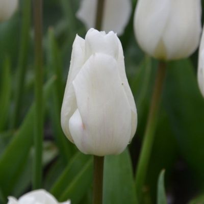 Tulipe simple hâtive White Marvel (8 Bulbes)   - Leaderplant