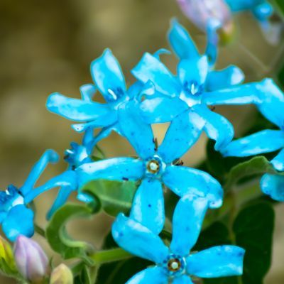 Étoile du Sud - Leaderplant