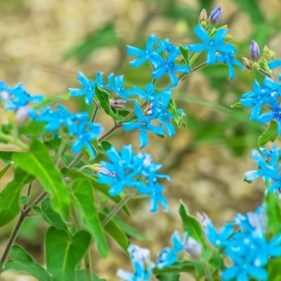 Étoile du Sud - Leaderplant