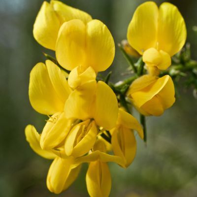 Ajonc d'Europe - Leaderplant