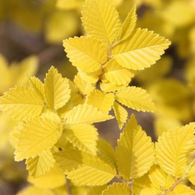 Orme Doré Automne Gold ®  - Leaderplant