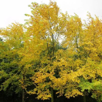 Orme Doré Automne Gold ®  - Leaderplant