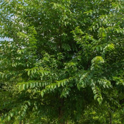 Orme Doré Automne Gold ®  - Leaderplant