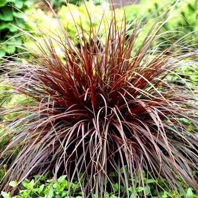 Graminée Herbe de Feu - Uncinia - Leaderplant