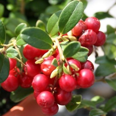 Cranberry Big Pearl - Canneberge - Leaderplant