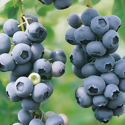 Myrtille Duke  - Leaderplant