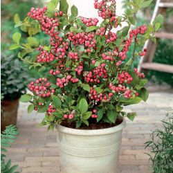 Myrtille à fruits roses Pink Lemonade ® - Leaderplant