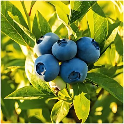 Myrtille Spartan - Leaderplant