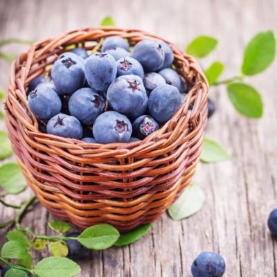 Myrtille Spartan - Leaderplant