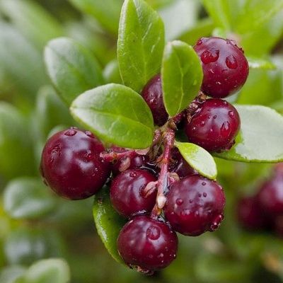 Cranberry Early Black - Canneberge - Leaderplant