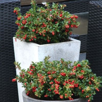 Airelle rouge à gros fruits Miss Cherry - Leaderplant