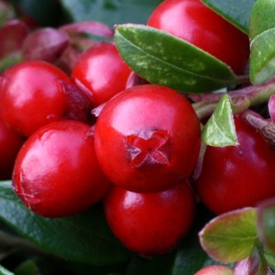 Airelle rouge à gros fruits Miss Cherry - Leaderplant