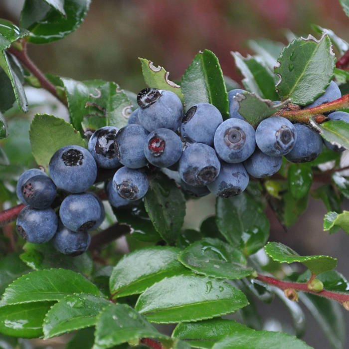 Myrtille à gros fruits Powder Blue - Leaderplant