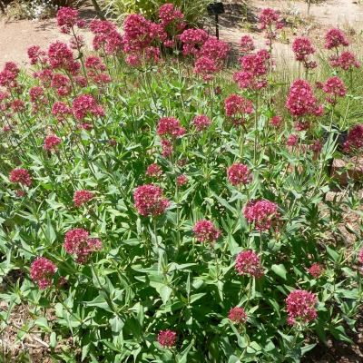 Valériane rouge - Leaderplant