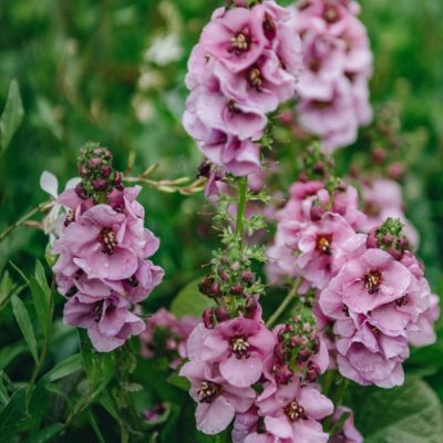 Verbascum Lavender Lass ®  - Leaderplant