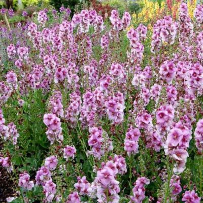 Verbascum Lavender Lass ®  - Leaderplant