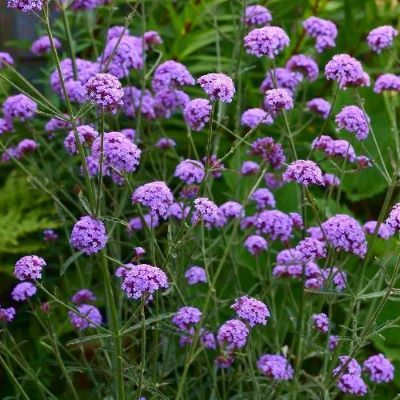 Verveine bonariensis Royal Dreams ® - Leaderplant