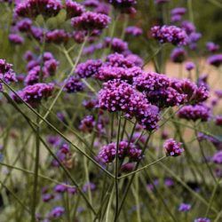 Verveine de Buenos Aires - Leaderplant