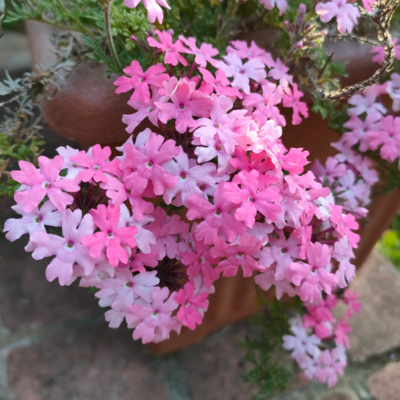 Verveine CLÉOPÂTRE en mini-motte - Leaderplant
