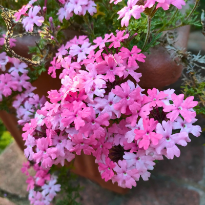 Verveine CLÉOPÂTRE - Leaderplant