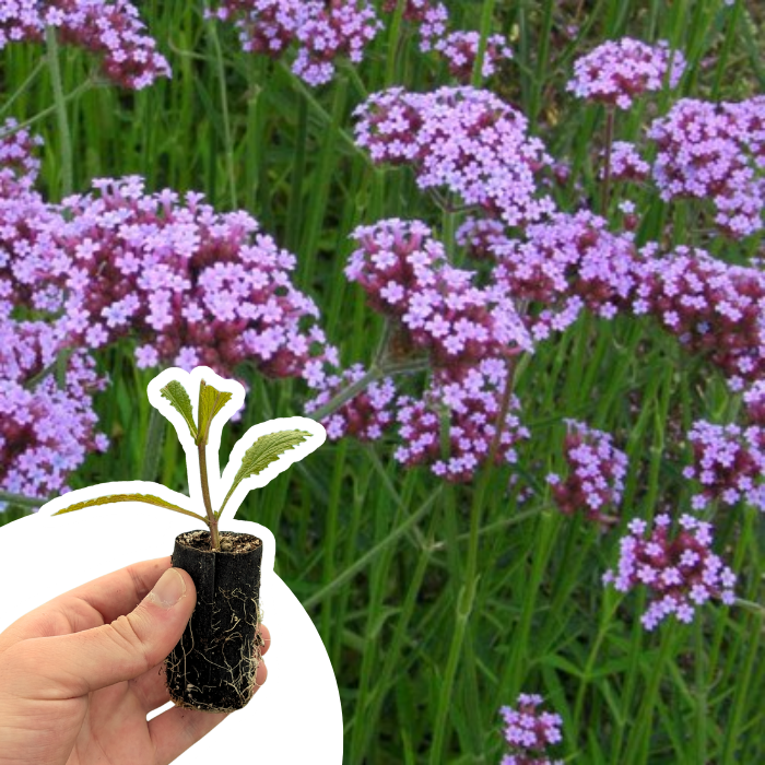 Verveine de Buenos Aires en mini-motte - Leaderplant