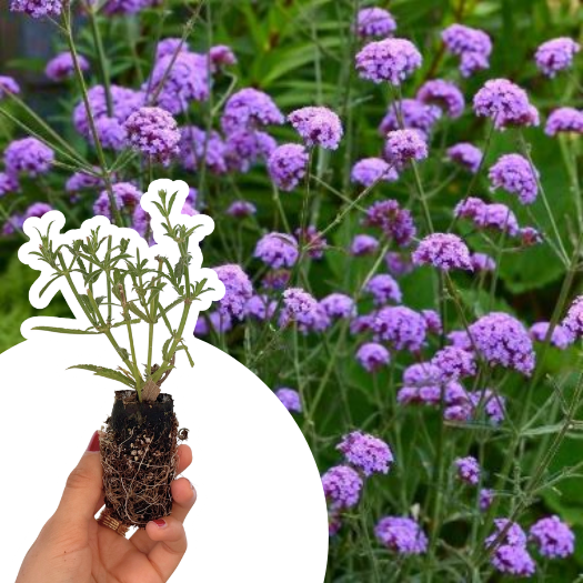 Verveine de Buenos Aires Royal Dream ® en mini-motte - Leaderplant