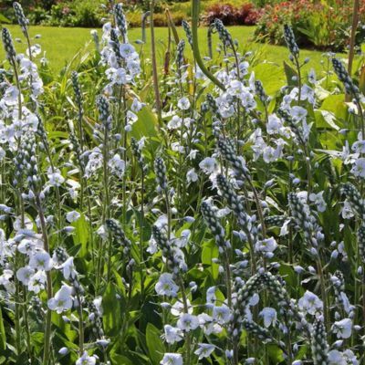 Véronique Tissington White - Leaderplant