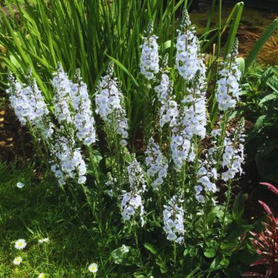 Véronique Tissington White - Leaderplant