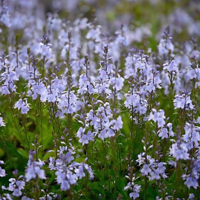 Véronique rampante Bleue - Leaderplant