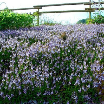 Véronique rampante Bleue - Leaderplant