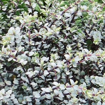 Véronique arbustive 'Quicksilver' - Leaderplant