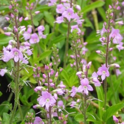 Véronique rampante rose - Leaderplant