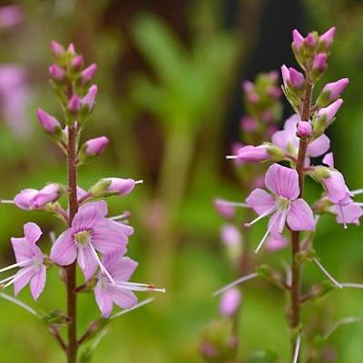 Véronique rampante rose - Leaderplant