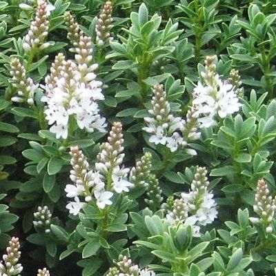 Véronique arbustive 'Sutherlandii' - Leaderplant