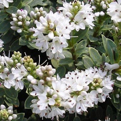 Véronique arbustive 'Sutherlandii' - Leaderplant