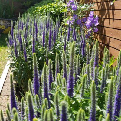 Véronique à épis Ulster Blue Dwarf - Leaderplant