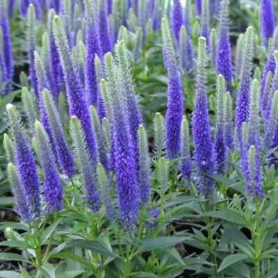 Véronique à épis Ulster Blue Dwarf - Leaderplant
