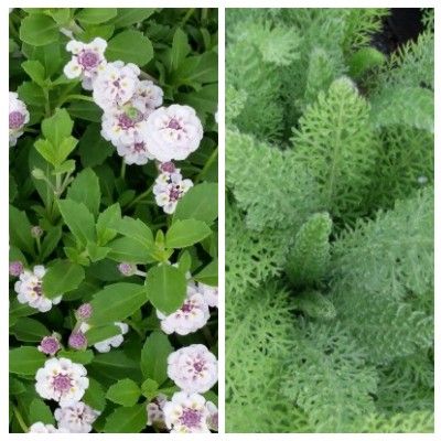 Duo Verveine et Achillée - Leaderplant