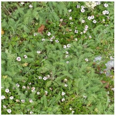 Duo Verveine et Achillée - Leaderplant