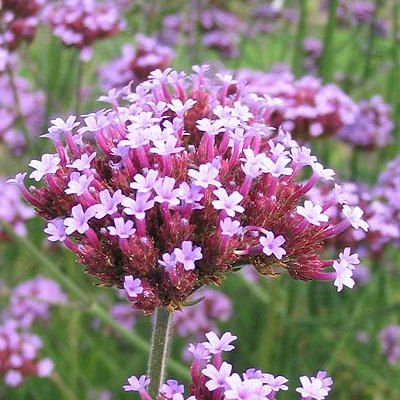 Verveine de Buenos Aires - Leaderplant