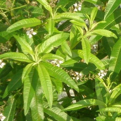 Verveine odorante citronnelle - Leaderplant
