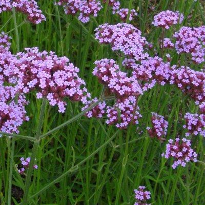 Verveine de Buenos Aires - Leaderplant