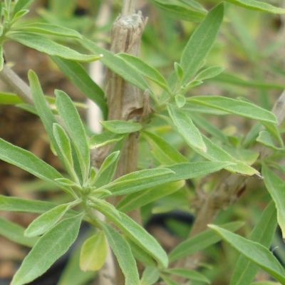 Verveine Hollywood menthe - Leaderplant