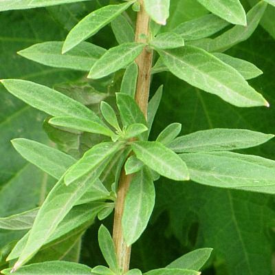 Verveine Hollywood menthe - Leaderplant