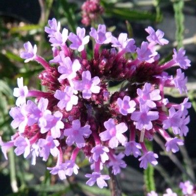 Verveine de Buenos Aires Lollipop ® - Leaderplant