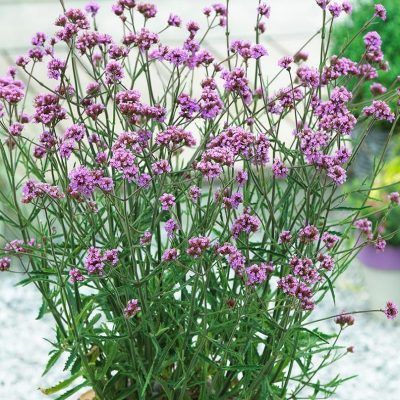 Verveine de Buenos Aires Lollipop ® - Leaderplant